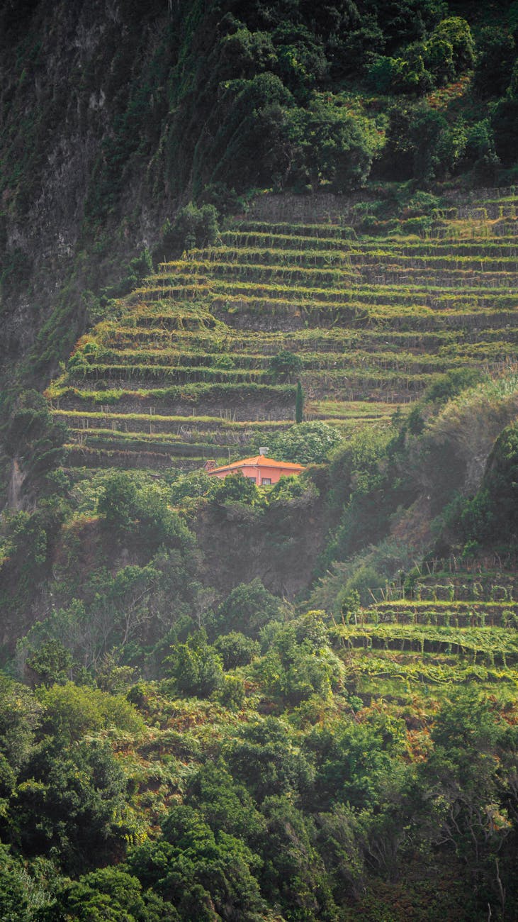 Vistas viñedos